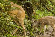 San Francisco Golden Gate Sausalito Muir Woods Private Tour thumbnail 5