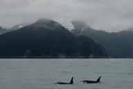 Seward Resurrection Bay Wildlife Cruise 4 hr thumbnail 5