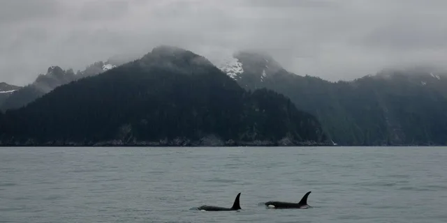 Seward Resurrection Bay Wildlife Cruise 4 hr - Image 5