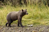 Juneau Brown Bear Viewing at Waterfall Creek thumbnail 3
