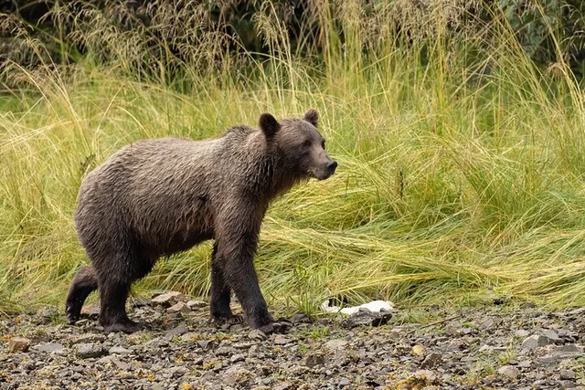 Juneau Brown Bear Viewing at Waterfall Creek - Image 3