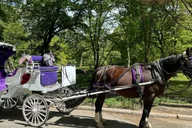 New York City Central Park Horse Carriage Ride thumbnail 6