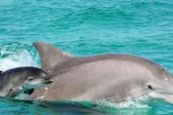 Panama City Beach Dolphin Sightseeing Catamaran Tour thumbnail 3