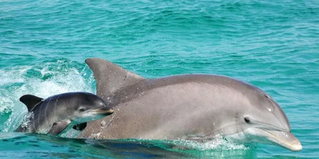 Panama City Beach Dolphin Sightseeing Catamaran Tour - Image 3