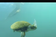 La Jolla Kayak and Snorkel Tour 2.5 hr thumbnail 3