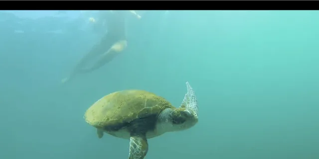 La Jolla Kayak and Snorkel Tour 2.5 hr - Image 3