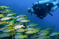 Lahaina Certified Shore Diving thumbnail 3