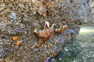 Orcas Island Coastal Kayak Tour thumbnail 6