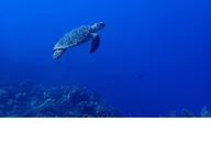 Key West Snorkel Adventure thumbnail 5