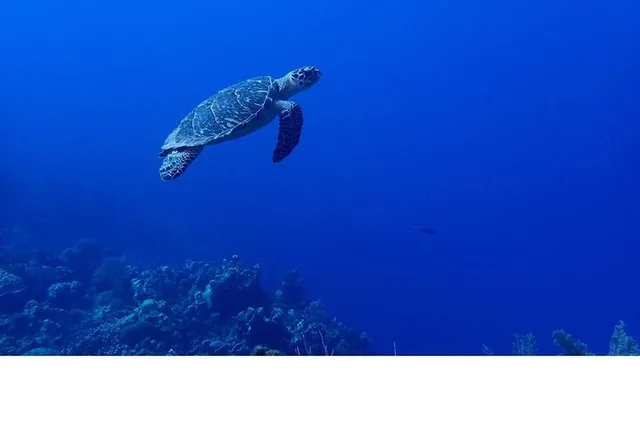 Key West Snorkel Adventure - Image 5