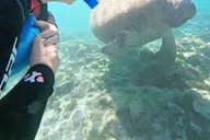Crystal River Manatee Swim with Heated Boat 3 hr thumbnail 6