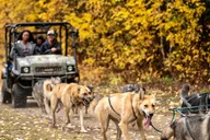 Two Rivers Sled Dog Experience thumbnail 6