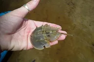 New Smyrna Beach Wildlife Eco Kayak Tour thumbnail 3