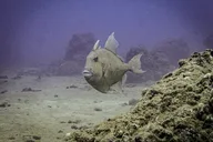 Maui Scuba Diving Experience thumbnail 4