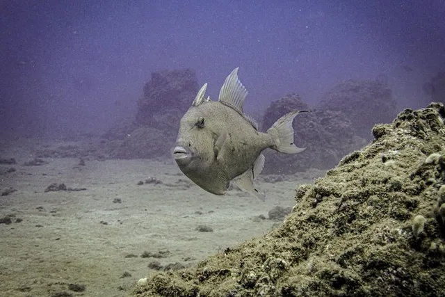 Maui Scuba Diving Experience - Image 4