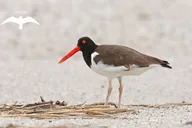 Charleston Bird Watching Tour 75 Min thumbnail 1
