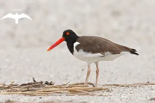 Charleston Bird Watching Tour 75 Min