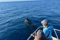 Kaanapali Beach Whale Watching Tour thumbnail 4