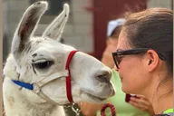 Hudson Valley Llama/Alpaca Hike and Farm Tour 90 min thumbnail 2