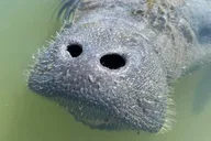 Cocoa Beach Self-Guided Kayaking Tour thumbnail 6