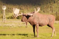 Jackson Hole Horseback Tour with Breakfast thumbnail 2
