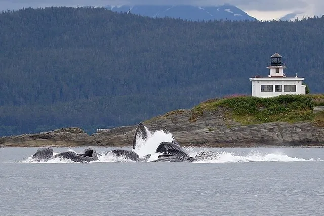Juneau Whale Watching and Mendenhall Glacier Tour - Image 6