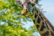 Boston Franklin Park Zoo Entry Ticket thumbnail 2