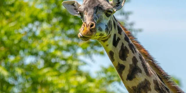 Boston Franklin Park Zoo Entry Ticket - Image 2