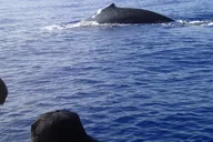 Kailua-Kona Whale Watching Raft Adventure thumbnail 6