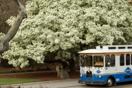 Savannah Guided Trolley Tour with Shuttle 1.5 hr thumbnail 1
