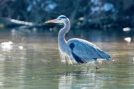 Austin Guided Springs Kayak Tour 2.5 hr thumbnail 3