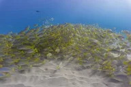 Oahu Scuba Dive at Electric Beach 2 hr thumbnail 4