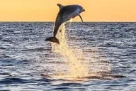 Destin Dolphin Watching Cruise thumbnail 1