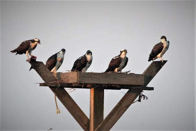 Cape May Birding By Boat - Image 6