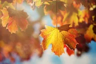 Connecticut Maple Foliage Tour From New York thumbnail 4