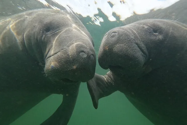Crystal River Manatee Swim - Image 5