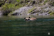 Yellowstone Adults-Only Minibus Tour thumbnail 6