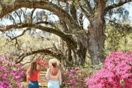 Charleston Historic City Tour and Magnolia Plantation thumbnail 1