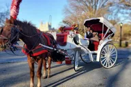 New York City Horse-Drawn Carriage Ride thumbnail 5