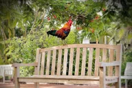 Key West Walking Tour thumbnail 2