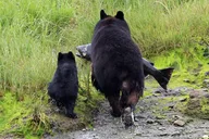 Ketchikan Private Custom Excursion thumbnail 2