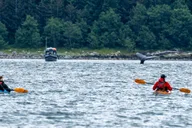 Juneau Paddle with Whales Kayak Adventure thumbnail 4