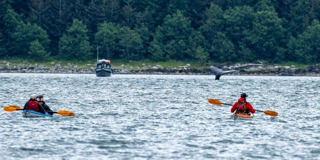 Juneau Paddle with Whales Kayak Adventure - Image 4
