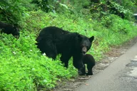 Pigeon Forge Cades Cove Sightseeing Bus Tour thumbnail 3