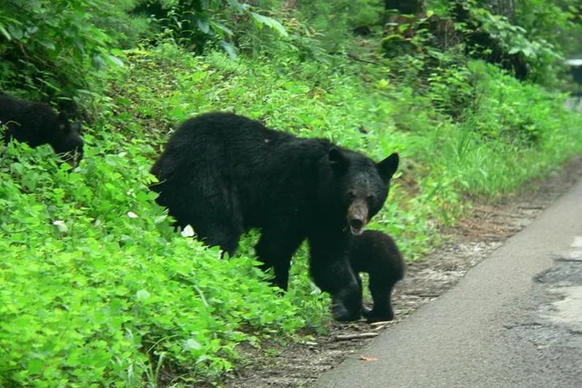 Pigeon Forge Cades Cove Sightseeing Bus Tour - Image 3
