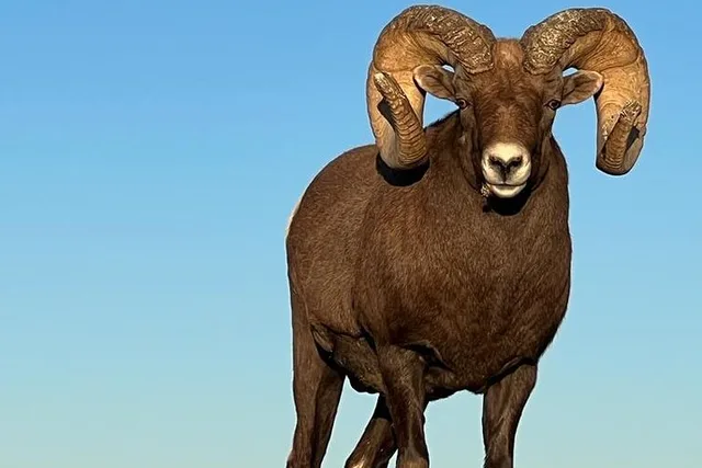 Badlands Wildlife Expedition - Image 2