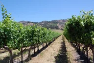 Napa Valley Winery Private Tour 8 hr thumbnail 2