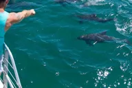 Destin Dolphin Watching Cruise thumbnail 4