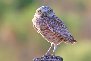 Salt Lake City Birding and Nature Tour