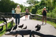 Miami Everglades Airboat Tour thumbnail 5